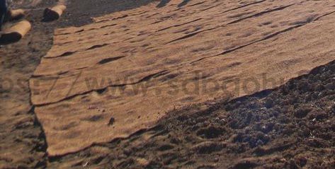 你知道城市绿化的草坪是如何一天内生长的吗? 你知道城市绿化的草坪是如何一天内生长的吗?